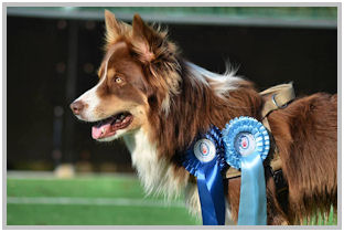 border collie speedy dream